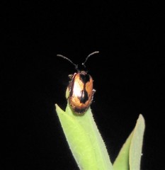Lebia fuscata
