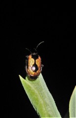 Lebia fuscata