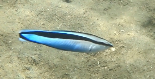 Labroides dimidiatus