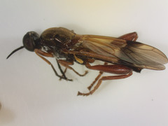 Benhamyia apicalis