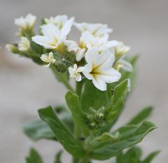 Tournefortia sibirica