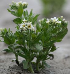 Tournefortia sibirica