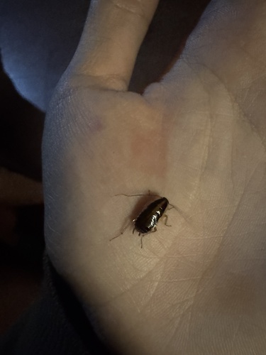 German Cockroach