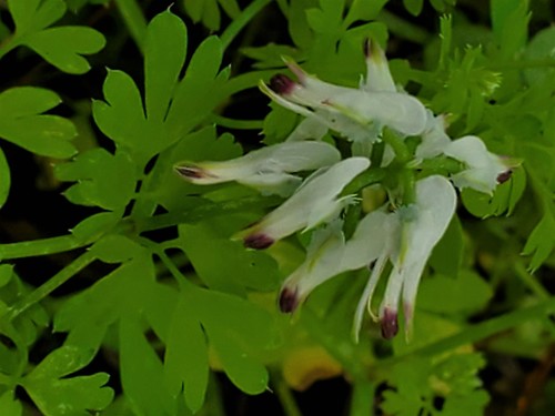 Fumaria bianca