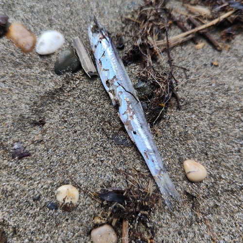 Anchovy (Engraulis encrasicolus) — Engraulidae