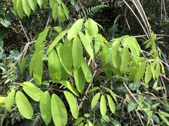 Stauntonia hexaphylla