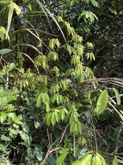 Stauntonia hexaphylla