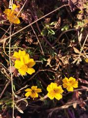 Bidens anthemoides