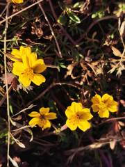 Bidens anthemoides