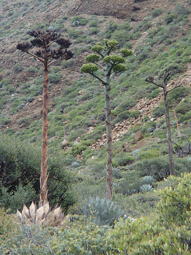 Agave sebastiana