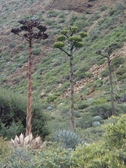 Agave sebastiana