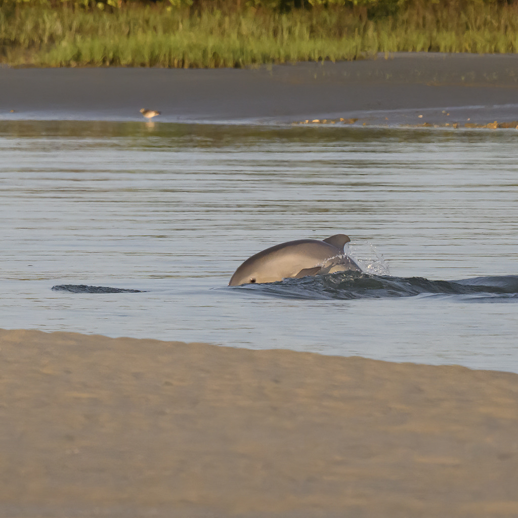 Tursiops erebennus