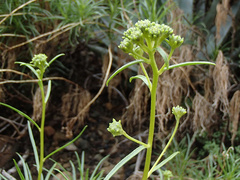 Encelia stenophylla