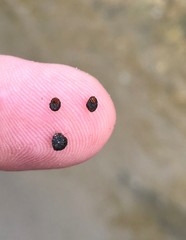 Helicopsyche borealis