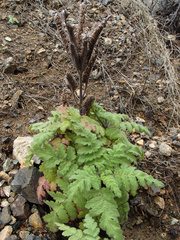 Phacelia ixodes
