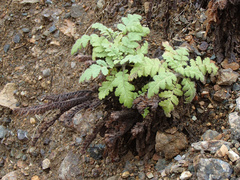 Phacelia ixodes