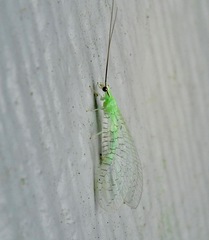 Ceraeochrysa lineaticornis