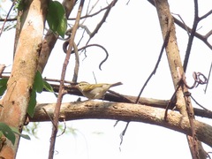 Phylloscopus goodsoni