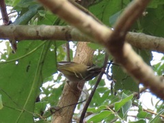 Phylloscopus goodsoni