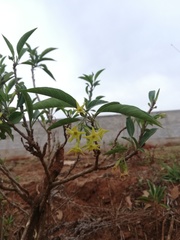 Cestrum fulvescens