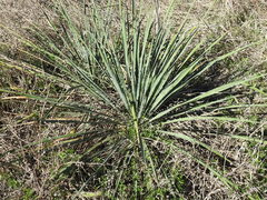 Yucca necopina