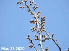 Populus tomentiglandulosa