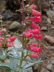 Penstemon cerrosensis