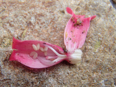 Penstemon cerrosensis
