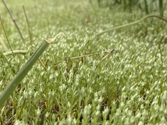 Micropus californicus