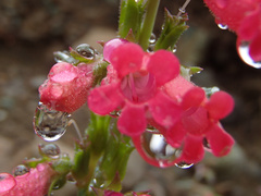 Penstemon cerrosensis
