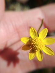 Crocidium multicaule