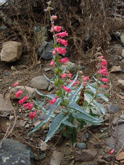 Penstemon cerrosensis