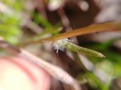 Crocidium multicaule