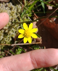 Crocidium multicaule