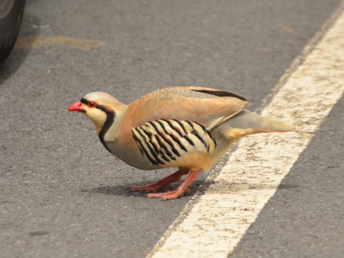 Chukar