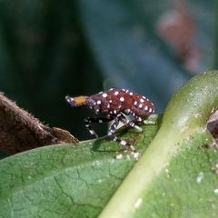 Kalidasa lanata