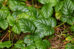 Rubus nivalis