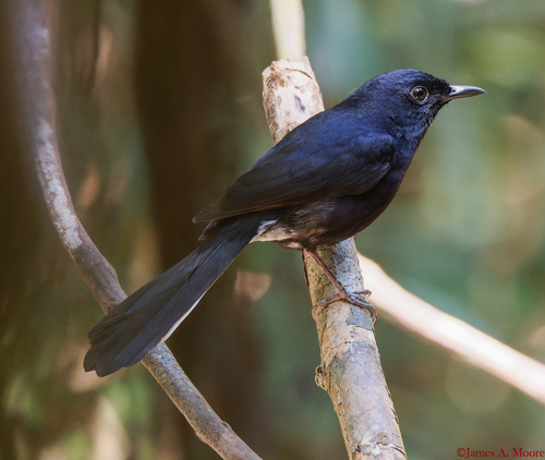 Copsychus niger observed 2026-04-01
