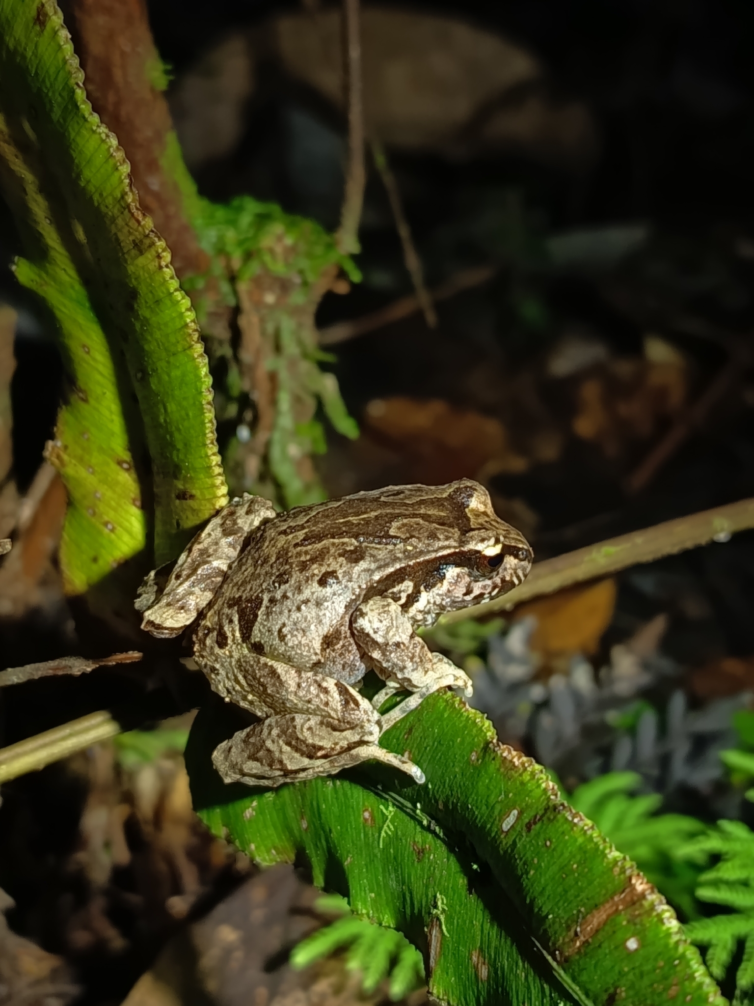 Eupsophus calcaratus (Günther, 1881)