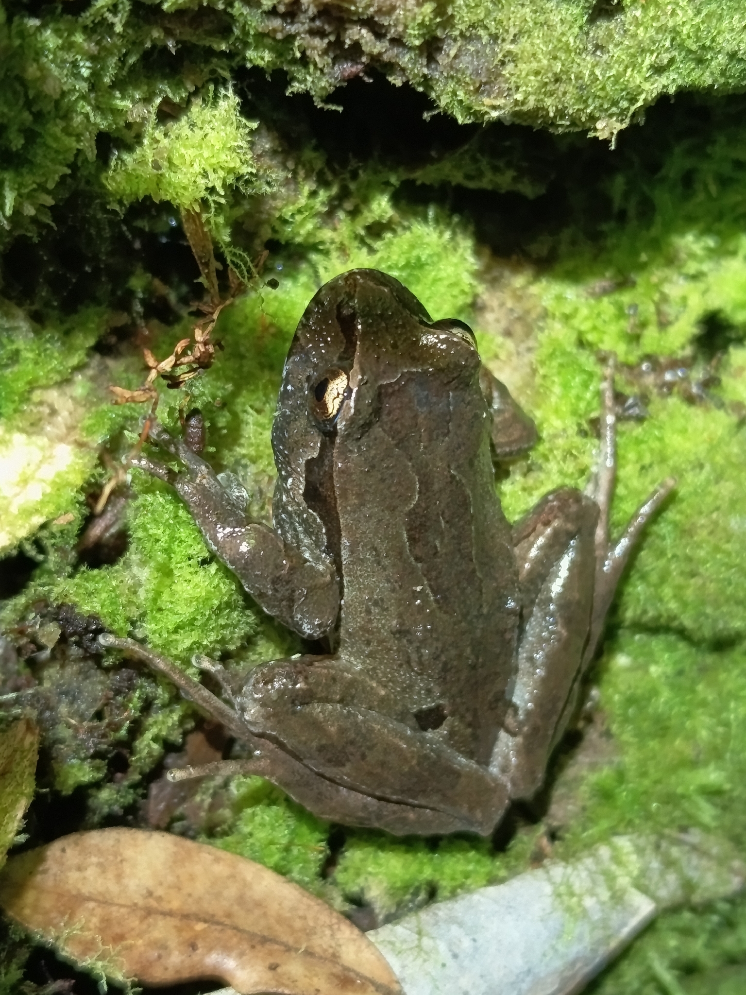 Eupsophus calcaratus (Günther, 1881)