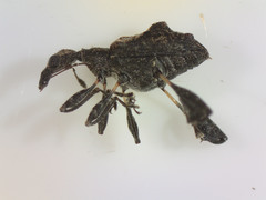 Stephanorhynchus lawsoni