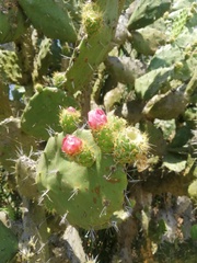Opuntia atropes