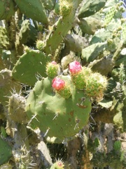 Opuntia atropes