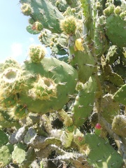 Opuntia atropes