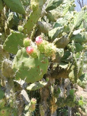 Opuntia atropes