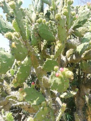 Opuntia atropes