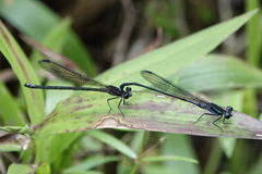 Argia indicatrix