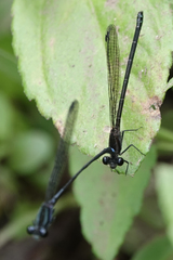 Argia indicatrix