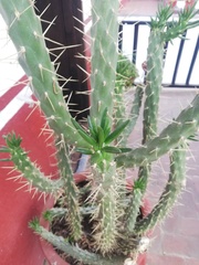 Austrocylindropuntia subulata