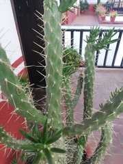 Austrocylindropuntia subulata